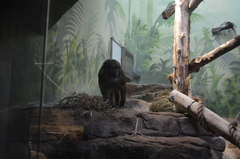 Allenopithecus nigroviridis