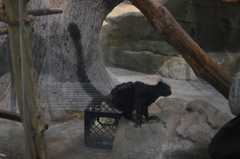 Eulemur macaco