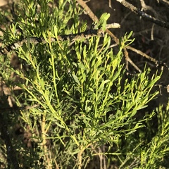 Baccharis sarothroides × pilularis