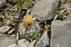 Cochise Foxtail Cactus - Photo (c) Ad Konings, some rights reserved (CC BY-NC), uploaded by Ad Konings