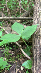 Arisaema triphyllum