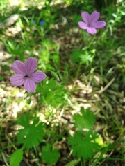 Geranium asphodeloides