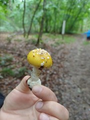 Amanita junquillea
