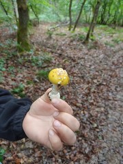 Amanita junquillea