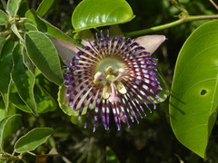 Passiflora laurifolia