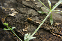 Cryptostroma corticale