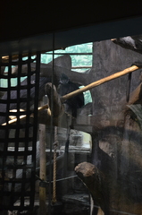 Trachypithecus francoisi