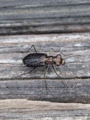 Cicindela punctulata punctulata