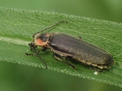 Atalantycha dentigera