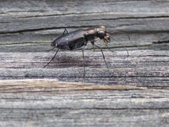 Cicindela punctulata punctulata