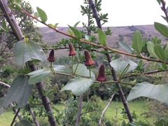 Passiflora bogotensis