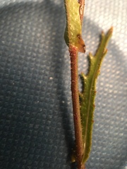 Streptanthus glandulosus secundus