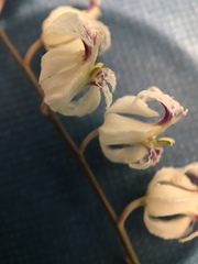 Streptanthus glandulosus secundus