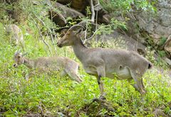 Nilgiritragus hylocrius