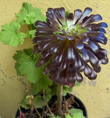 Aeonium