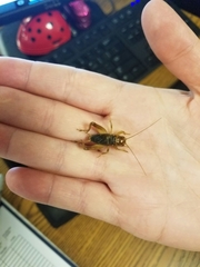 Anurogryllus arboreus