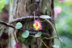 Columnea moorei