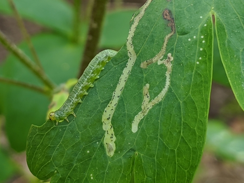 Columbine sawfly photo 2