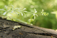 Cryptostroma corticale