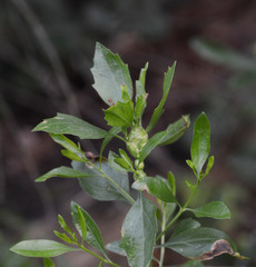 Neolasioptera lathami