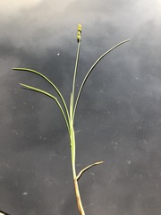 Carex leersii