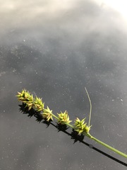 Carex leersii