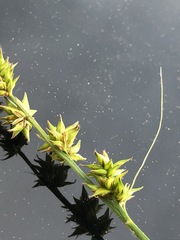 Carex leersii