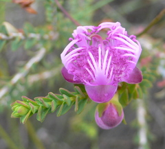 Melaleuca pulchella