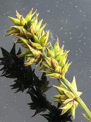 Carex leersii