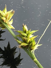 Carex leersii