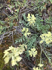 Oxytropis campestris