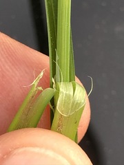 Carex leersii