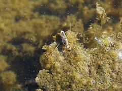 Gerris latiabdominis