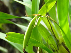 Prosthechea