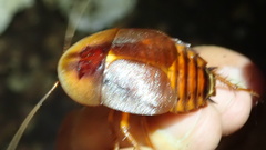 Aspiduchus cavernicola