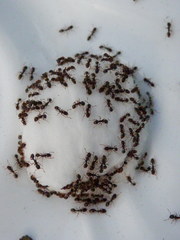 Tetramorium caespitum
