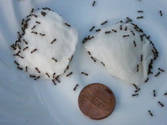 Tetramorium caespitum