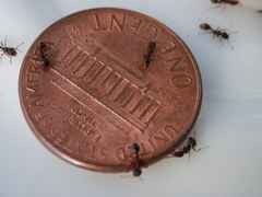Tetramorium caespitum