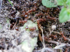 Tetramorium caespitum