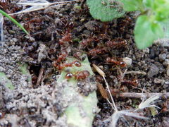 Tetramorium caespitum
