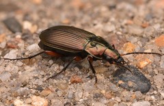 Poecilus cupreus