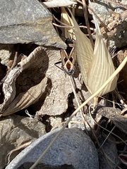 Xanthochilus saturnius