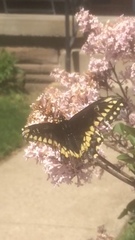 Papilio polyxenes