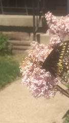 Papilio polyxenes