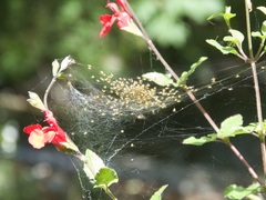 Araneae