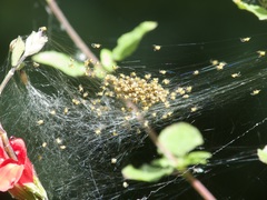 Araneae