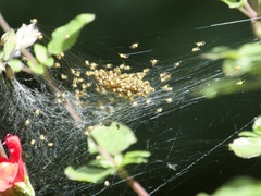 Araneae