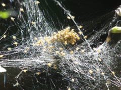 Araneae