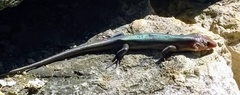 Plestiodon laticeps