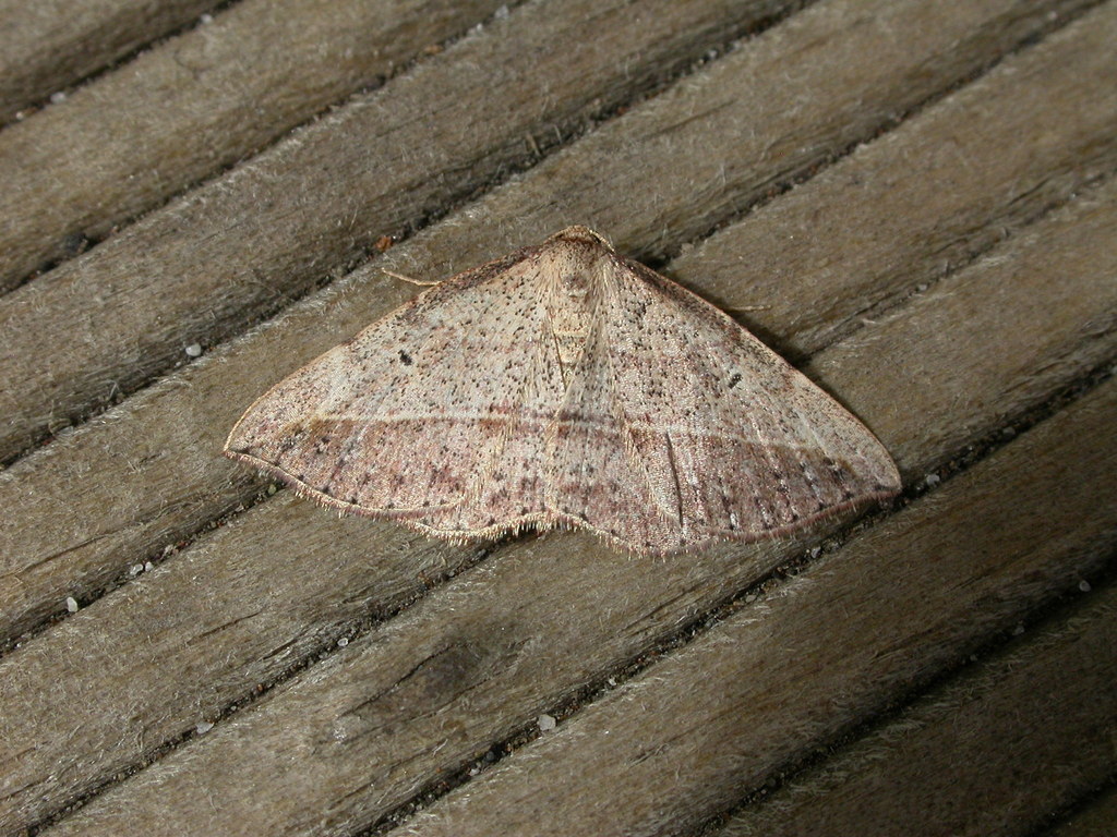 Zeuctophlebia